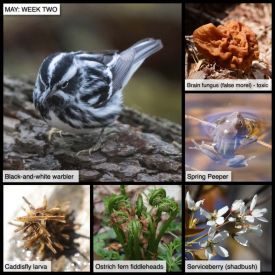 May Week Two thumbnail