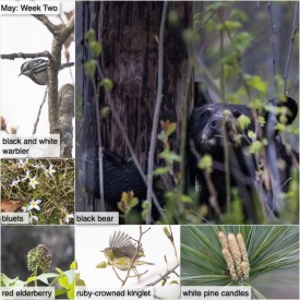 May Nature thumbnail