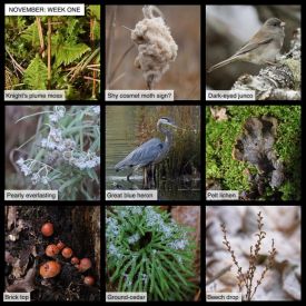 November nature thumbnail