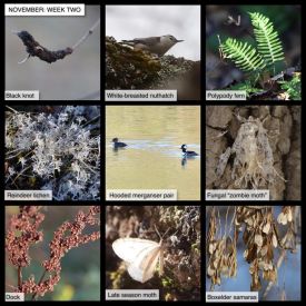 November nature thumbnail