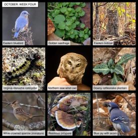 October nature thumbnail