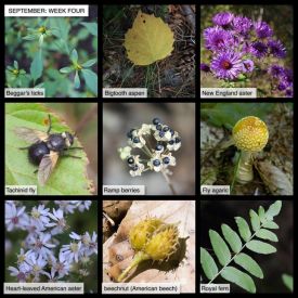 September nature thumbnail