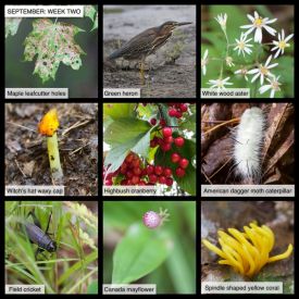 September nature thumbnail