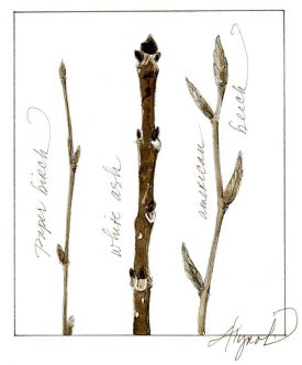 twigs_w.jpg thumbnail