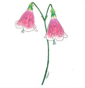 twinflower1.jpg thumbnail