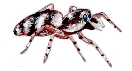 Zebra jumping spider
