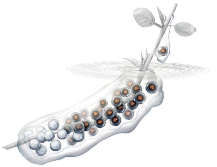 Unisexual jefferson eggs