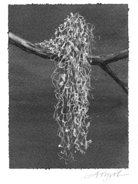 usnea_.jpg thumbnail