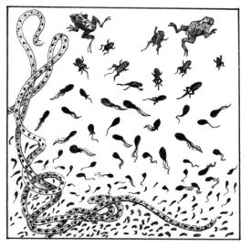 Vernal_pools_web.jpg thumbnail