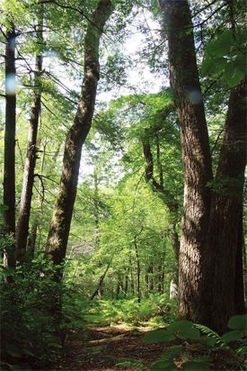 vernon_forest1.jpg thumbnail