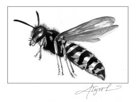 vespidwasppix_orig.jpg thumbnail