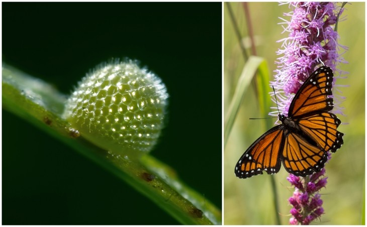 Viceroy butterfly and eggs