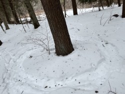 Turkey tracks Photo: Sue Walters