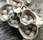 walters_gotta_mystery2.jpg Image