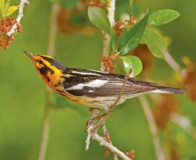 warbler1.jpg thumbnail
