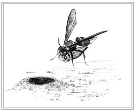 wasppix_800.jpg thumbnail