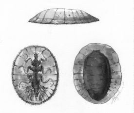 water_penny.jpg thumbnail