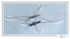 Water strider thumbnail