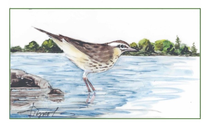 Waterthrush