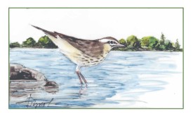 Waterthrush thumbnail