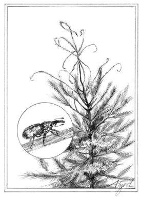 weevil_web.jpg thumbnail