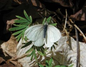 West Virginia White Butterfly thumbnail