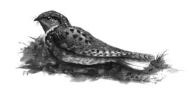 whip-poor-will.jpg thumbnail