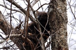 Fisher Photo: Jonathan F. White