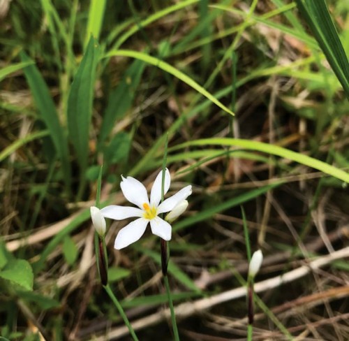 White flowering grasses
