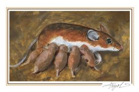 white footed mice thumbnail