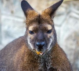 white_tails.jpg thumbnail