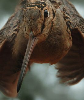 whitehead_woodcock.jpg thumbnail