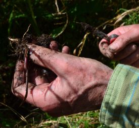 Wild_Orchids_1.jpg thumbnail