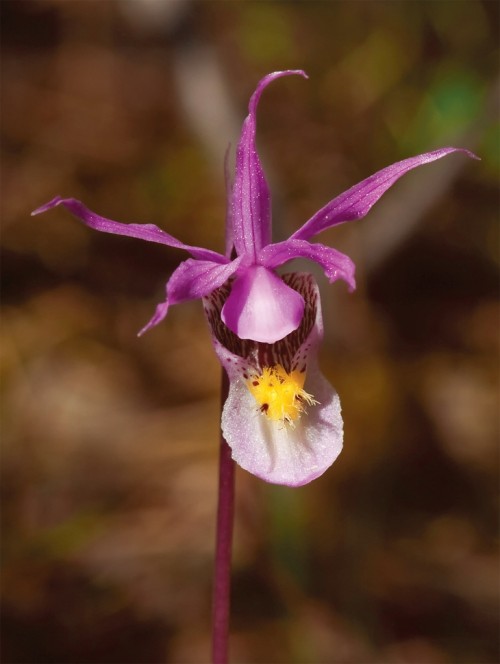 Wild_Orchids_4.jpg