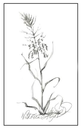 wild_rice_web.jpg thumbnail