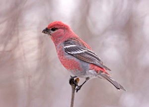 Pine Grosbeak