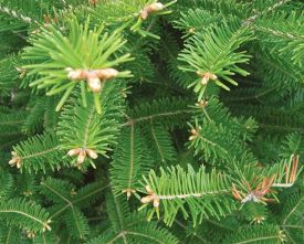 win14needles.jpg thumbnail