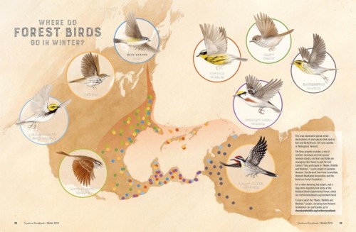 Bird Migration Map