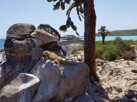 Galapagos 1 thumbnail