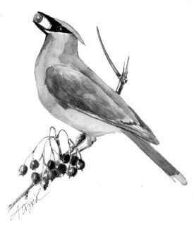 winter_berries_web.jpg thumbnail