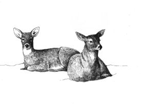 Winter_Deeryards.jpg thumbnail