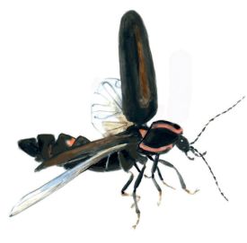 Winter firefly thumbnail