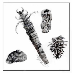 Winter invertebrates thumbnail