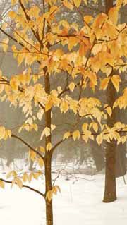 winter_leaves180_1.jpg thumbnail