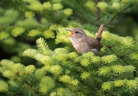 Winter wren thumbnail