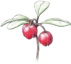 wintergreen_win17.jpg thumbnail