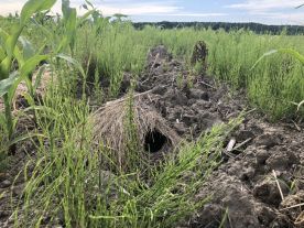 Mystery photo thumbnail