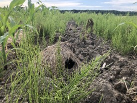 Mystery photo thumbnail