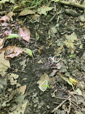 wit-arches.jpg thumbnail