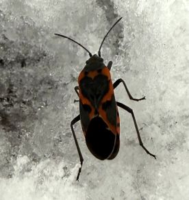 wit-bug-mystery.jpg thumbnail